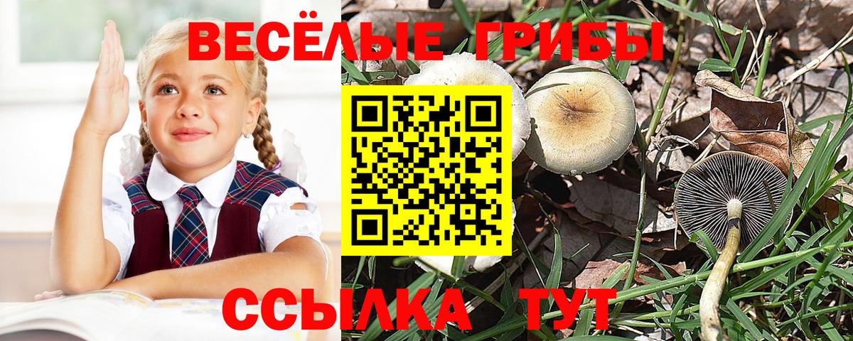 Пыть-Ях  Псилоцибиновые грибы GOLDEN TEACHER  Вход с VPN 